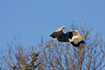 Grey Heron taking off from tree