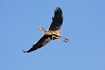 Flying Grey Heron