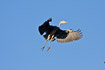 Grey Heron about to land