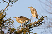 Two juvenile Grey Herons in nesting tree 