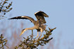 Juvenile Grey Heron trying to hold its balance