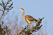 Juvenile Grey Heron in the nesting tree