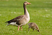 Greylag Goose with downy young