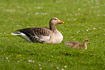 Greylag Goose with downy young