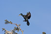Cormorant about to land in tree