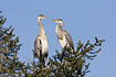 Two young Grey Herons in nesting tree