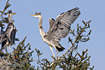 Young Grey Heron flapping wings