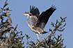 Young Grey Heron flapping wings