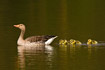 Greylag Goose swimming with downy young