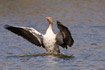 Greylag Goose lying on water and flapping wings