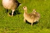 Downy young of Greylag Goose