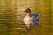 SWimming Pink-footed Goose