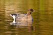 Swimming Pink-footed Goose