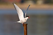 Arctic Tern with raised wings