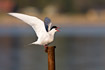 Arctic Tern with raised wings