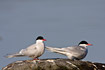 Arctic Terns on stone