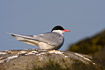 Arctic Tern on stone