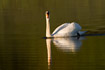Swimming Mute Swan with reflection in water