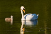 Mute Swan with downy young