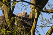 Large downy young of Eagle Owl on nest