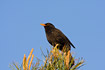 Singing Blackbird