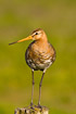 Black-tailed Godwit standing on fence post