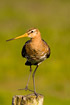 Black-tailed Godwit standing on fence post