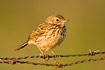 Meadow Pipit on barbed wire