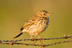 Meadow Pipit on barbed wire