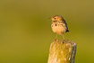 Meadow Pipit on fence post