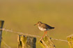 Redshank on fence post with barbed wire