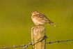 Sky Lark on fence post with barbed wire