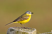 Male Yellow Wagtail on fence post