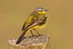 Male Yellow Wagtail on fence post