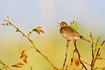 Calling Meadow Pipit