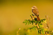 Photo ofRed-backed Shrike (Lanius collurio). Photographer: 