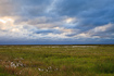 Grassland with storm clouds