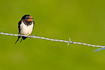 Barn Swallow sitting on barbed wire