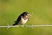 Barn Swallow with grass in beak