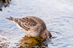 Purple Sandpiper is putting head under water in search for food