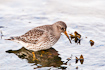 Purple Sandpiper searching for food