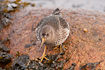 Purple Sandpiper walking on large rocks during search for food