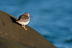 In Denmark Purple Sandpiper is mostly seen where there are large rocks