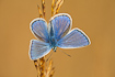 Male Common Blue seen from above
