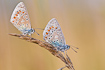 Two Male Common Blue perching on a straw of grass