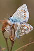 Male and female Common Blue copulating