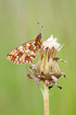 Small Pearl-bordered Fritillay on flower