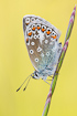 Photo ofCommon Blue (Polyommatus icarus). Photographer: 