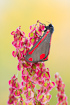 Photo ofCinnabar moth (Tyria jacobaeae). Photographer: 