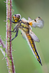 Resting Four-spotted Chaser still covered with dewdrops